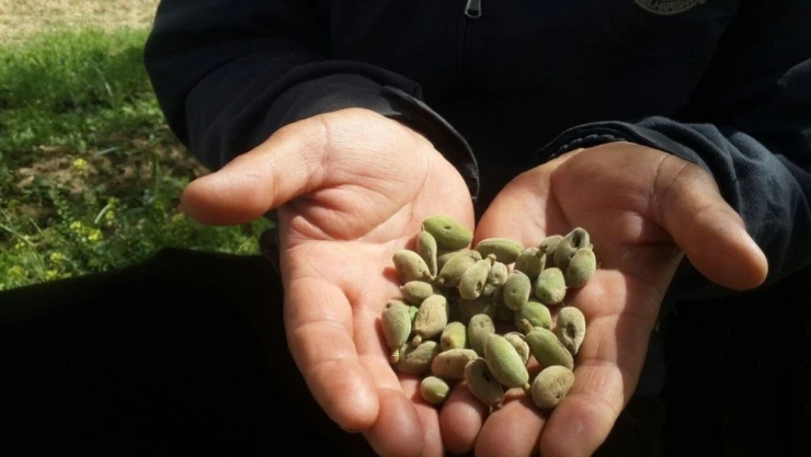 Akçadağ'dan üzücü haber: Kayısıyı dolu vurdu!