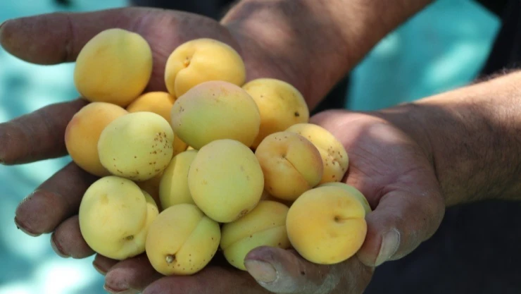 Kayısıda hasat zamanı