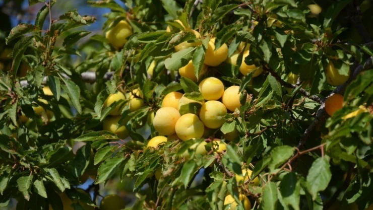 Malatya kayısısı Avrupa'dan vize aldı
