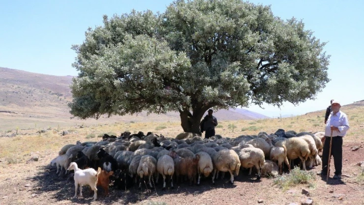 Gelen haber üzerine harekete geçildi