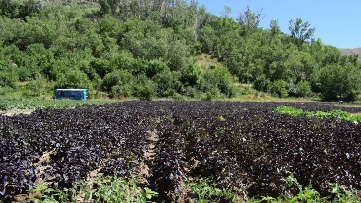 Mengen'de Reyhan suyu dağıtılacak
