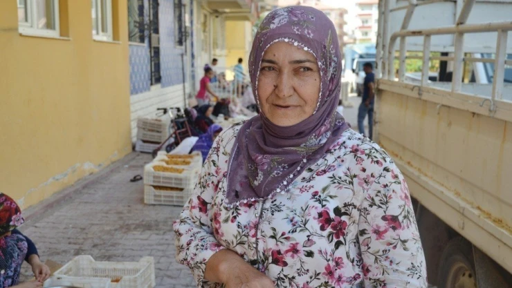 Kayısıda patik dönemi başladı