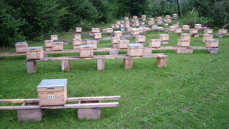 Malatya'da arıcılığın geliştirilmesi çabaları
