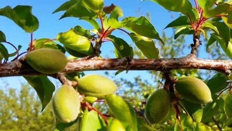 Meteorolojiden kayısı üreticilerini tedirgin eden uyarı
