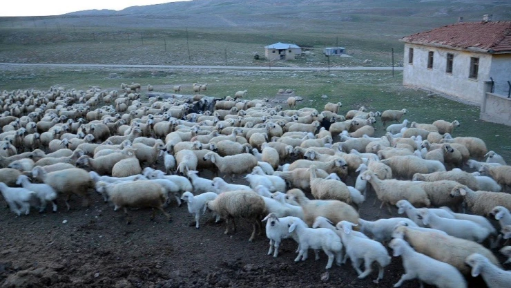 Kuzuların koyunlara kavuşma anı