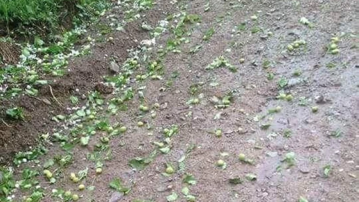 Dolu yağışı kayısıyı vurdu!