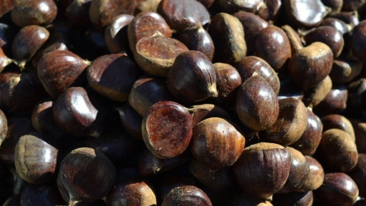 Sobalar kestaneyi, kestaneler cebi yakıyor
