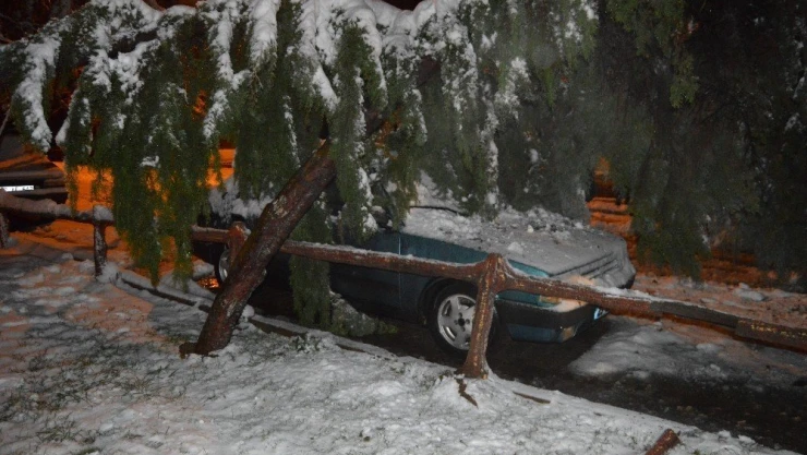 Kara dayanamayan ağaç otomobilin üzerine devrildi