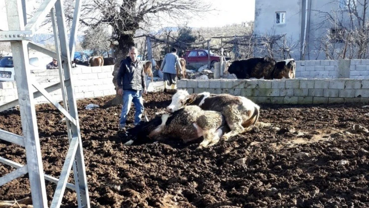 İnekleri elektrik çarptı