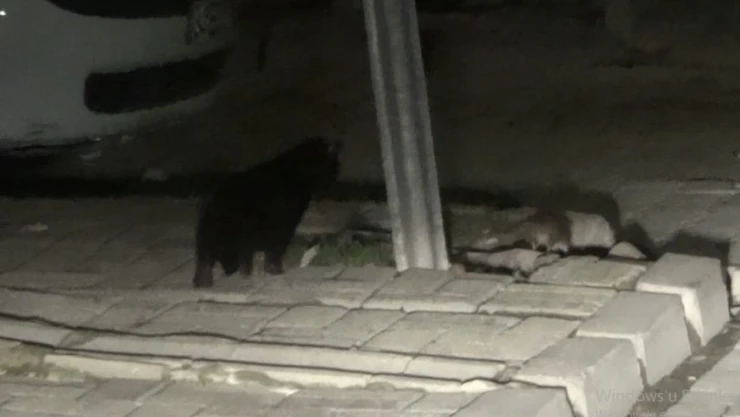 Kedinin kaldırımda fare ile oyunu