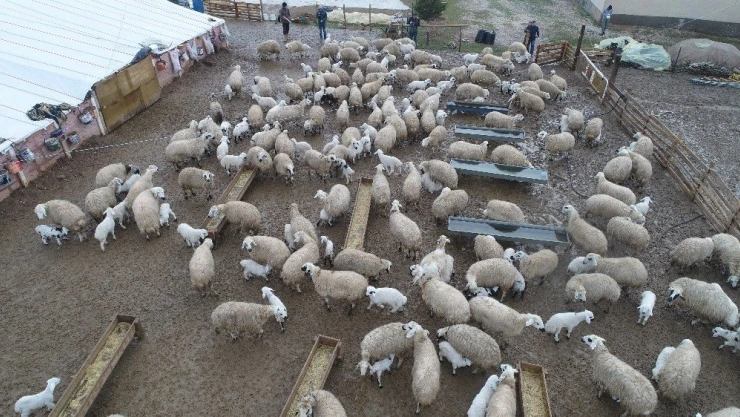 Koyun ve kuzuların duygusal buluşması sürüyor