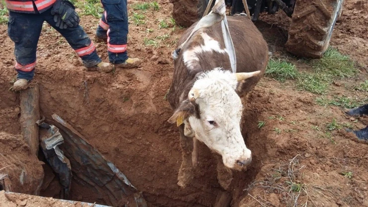 Kuyuya inek düştü