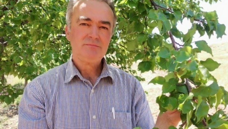 2020 tahmini kayısı rekoltesine itirazlar sürüyor