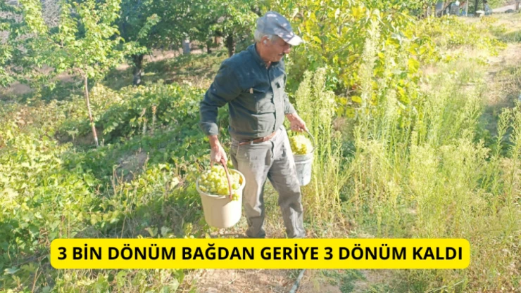 3 bin dönüm bağdan 3 dönüm kaldı!