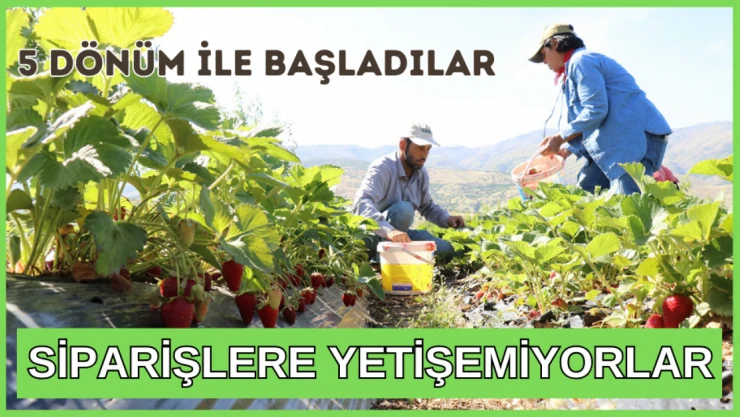 5 dönüm ile başlayıp 30 dönüme çıkardılar