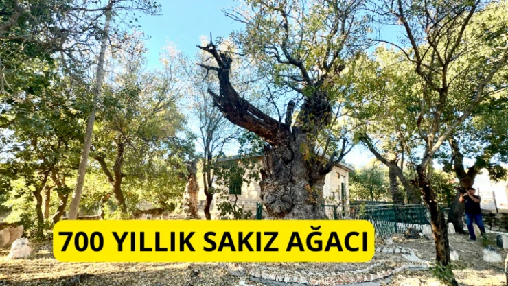 700 yıllık sakız ağacı