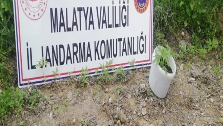 750 kök kaçak kenevir bitkisi ele geçirildi