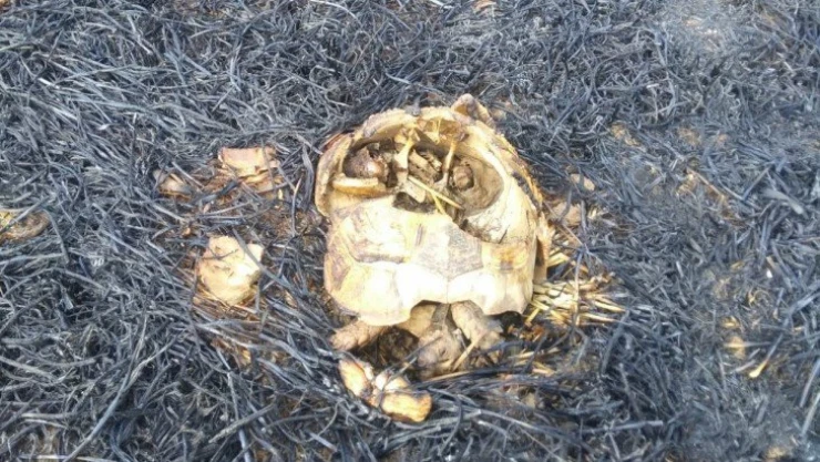 Anız yangınında hayvanlar telef oldu