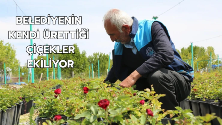 Belediyenin kendi ürettiği çiçekler ekiliyor