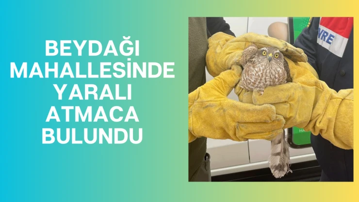 Beydağı mahallesinde yaralı atmaca bulundu