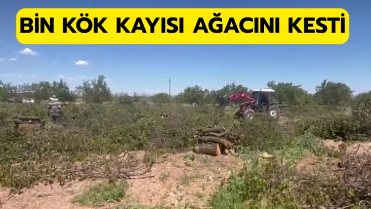Bin kök kayısı ağacını kesti!