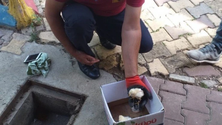 Boru içerisinde sıkışan civciv kurtarıldı