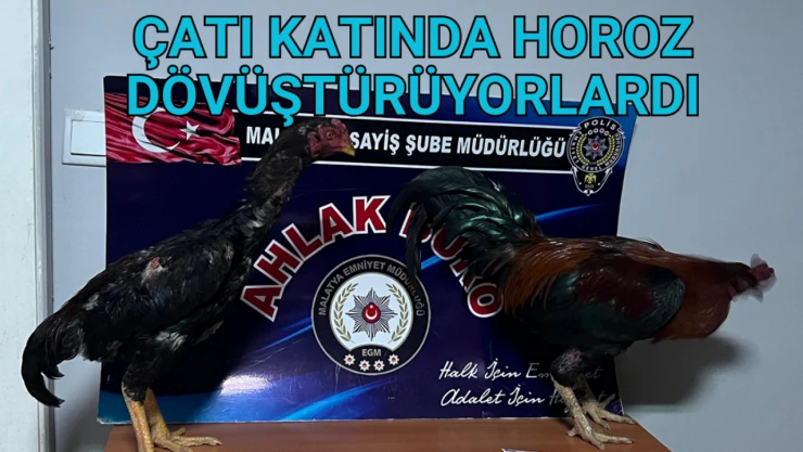 Çatı katında horoz dövüştürüyorlardı