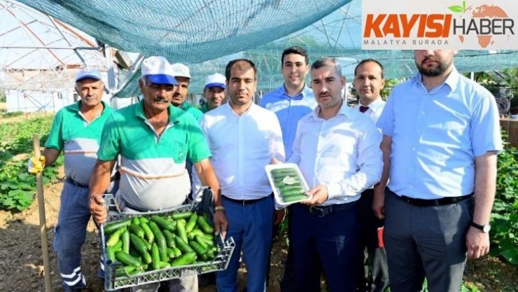 Çiftçilere 100 bine yakın sebze fidesi dağıtılacak