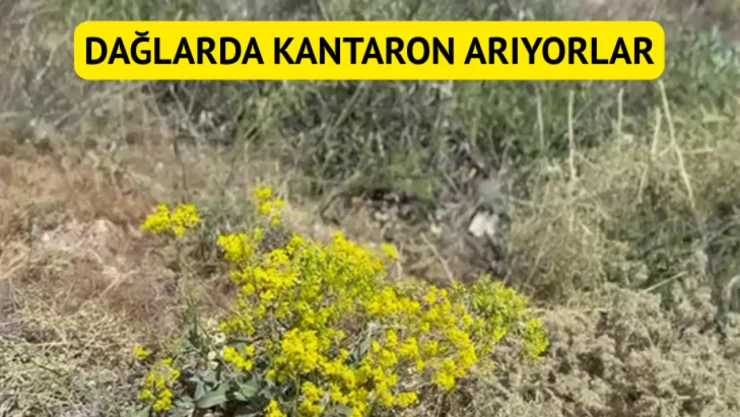 Dağlarda kantaron arıyorlar