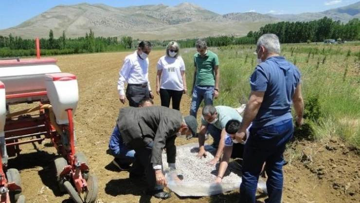 Doğanşehir'de Kuru Fasulye yaygınlaştırılıyor
