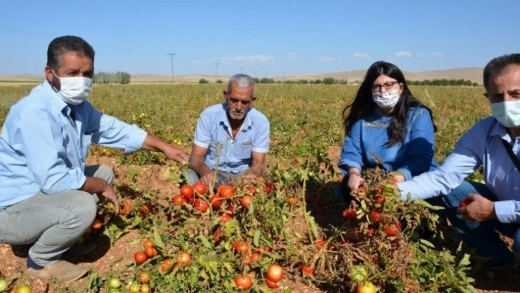 Domates tarlada 50 kuruş, manavda 3 TL