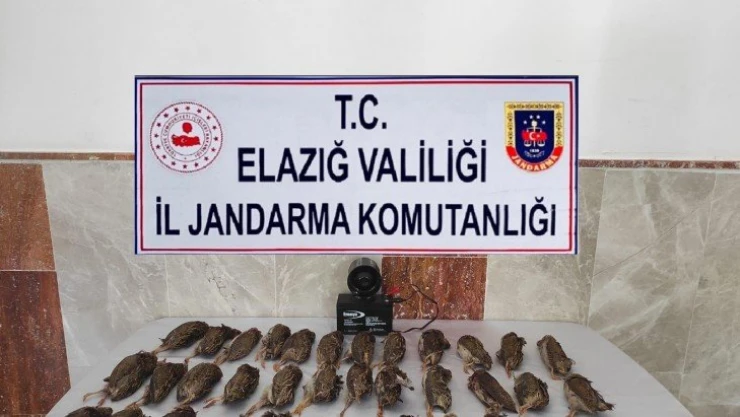 Elazığ'da kaçak bıldırcın avına 8 bin 220 lira ceza