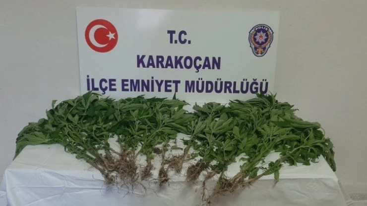Elazığ'da uyuşturucu ile mücadele : 1 gözaltı
