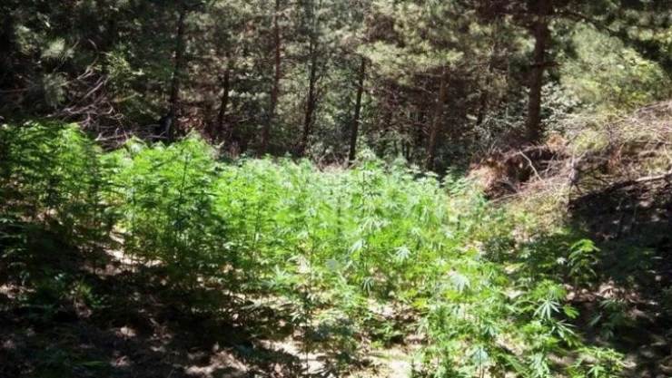 Elazığ'da uyuşturucu tarlasına şok operasyon: 7 gözaltı