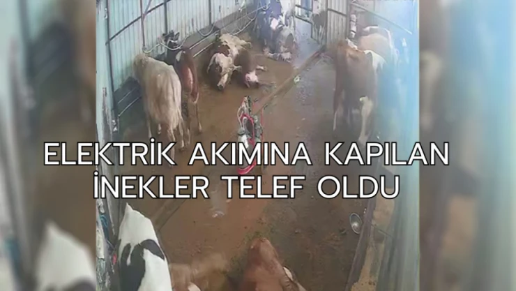 Elektrik akımına kapılan inekler telef oldu
