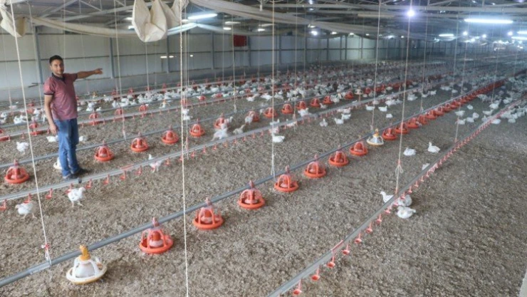 Binlerce tavuk telef oldu