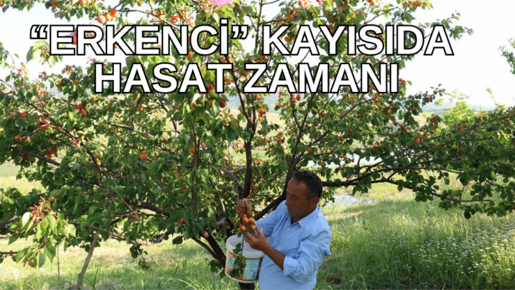 'Erkenci' kayısıda hasat zamanı