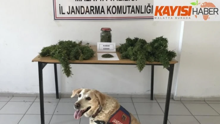 Pütürge'de esrar ve kenevir ele geçirildi