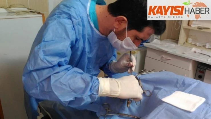 Görme kaybı yaşayan köpek tedavi edildi