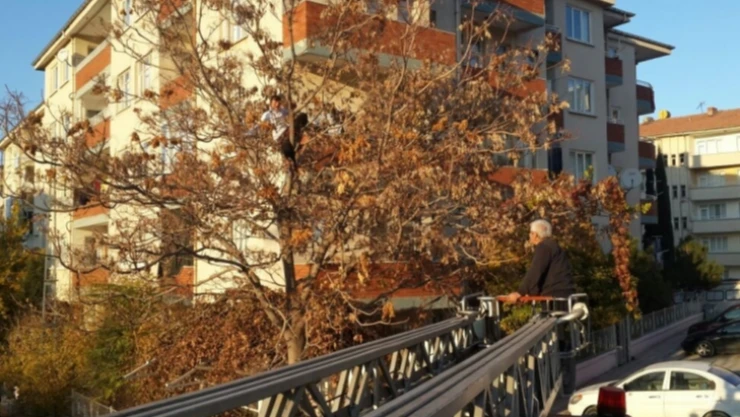 Ağaçta mahsur kalan gencin imdadına itfaiye yetişti