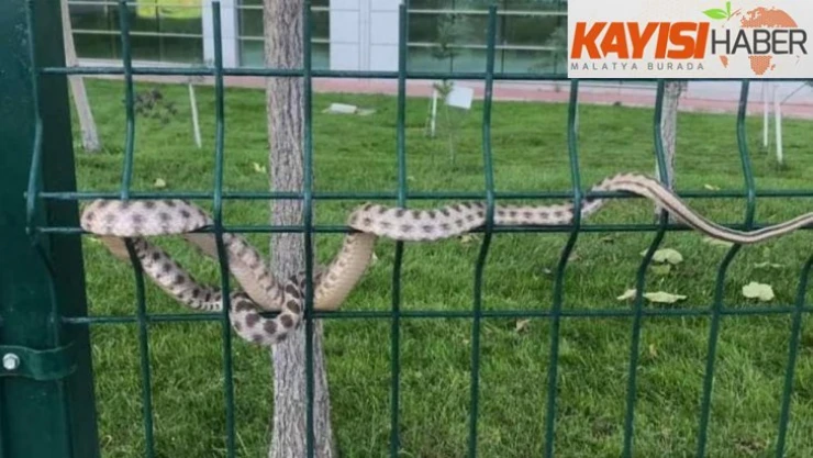 Hastane bahçesindeki yılan korkuttu