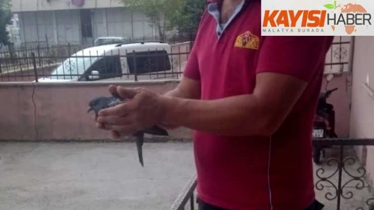Havalandırma boşluğuna düşen kuş kurtarıldı