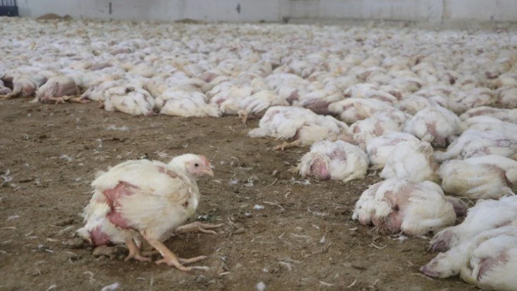 Havasız kalan 35 bin tavuk telef oldu