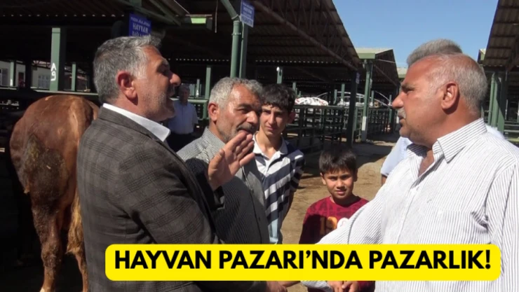 Hayvan Pazarı'nda pazarlık!