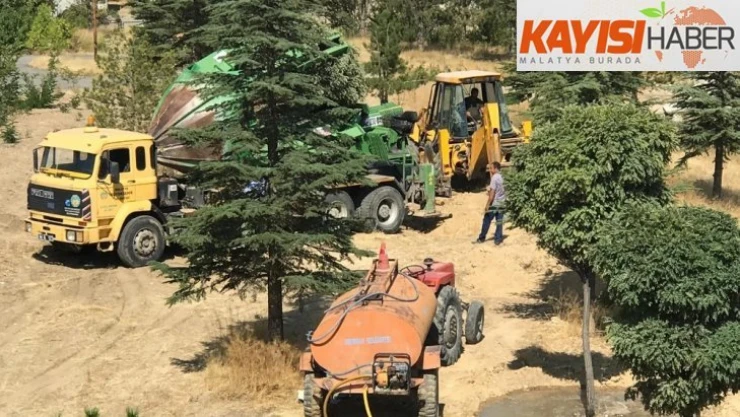 Hekimhan Belediyesi yol çalışma alanındaki ağaçları taşıyor