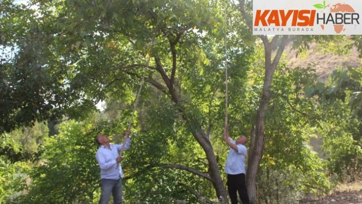 Hekimhan cevizinde hasat zamanı