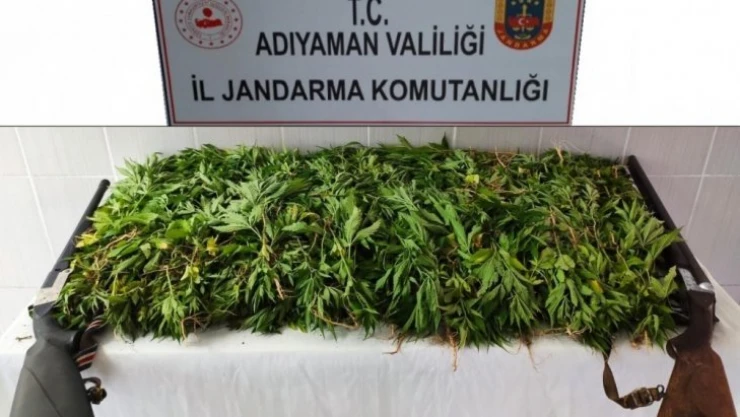 Jandarma kenevir bitkisi ele geçir