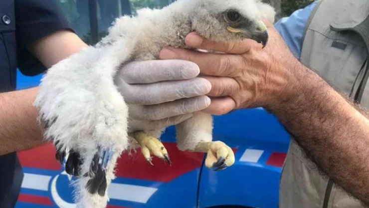Jandarmanın bulduğu yavru kızıl şahin besleniyor