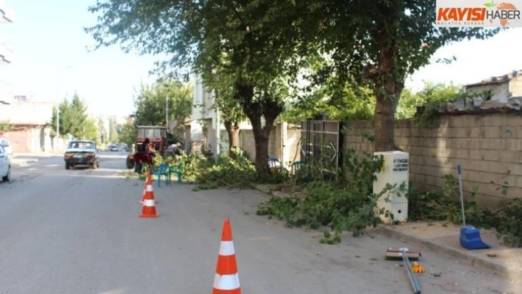 Kahta'da, ağaç budama çalışmalarına başlanıldı