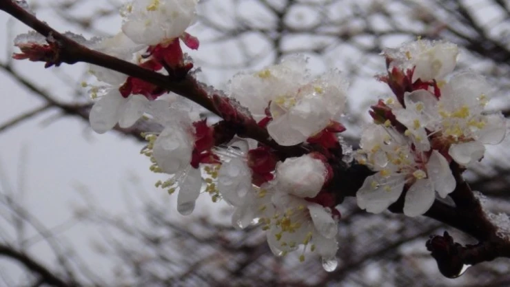 Kar yağışı kayısıyı belirsiz hale getirdi